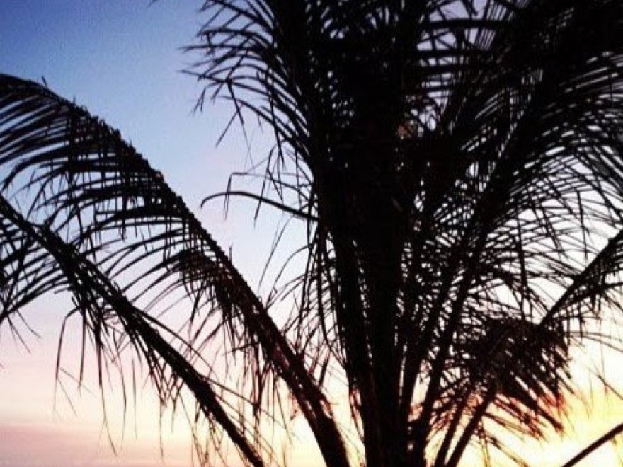 Coconuts Beach Bar & Grill Coconuts Beach Bar & Grill