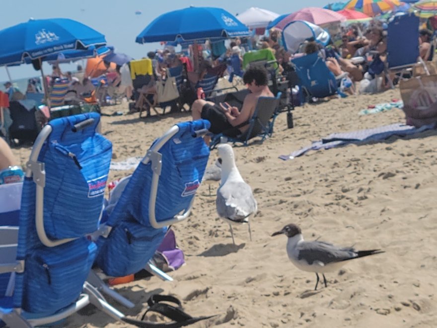 Coconuts Beach Bar & Grill Coconuts Beach Bar & Grill